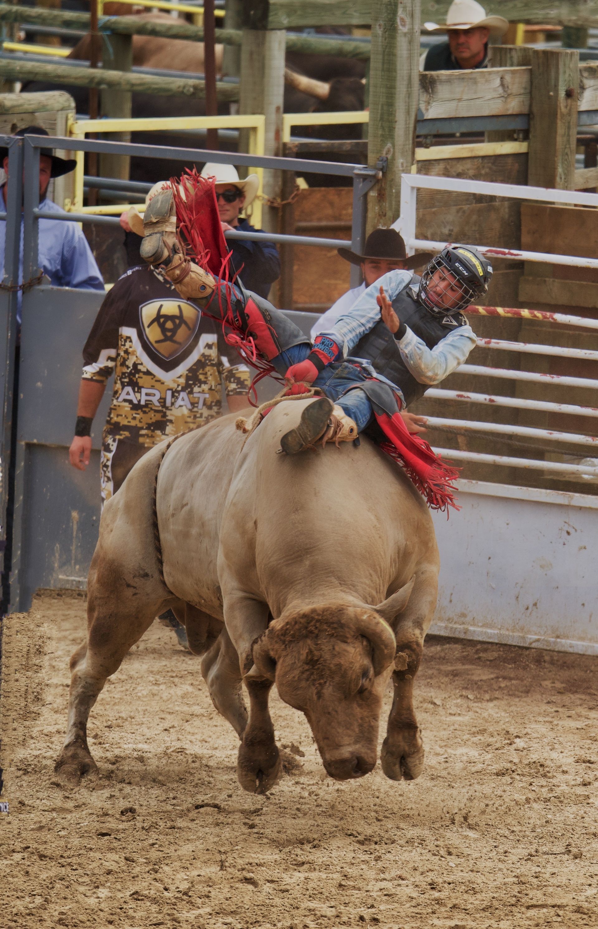 A bull and its rider.